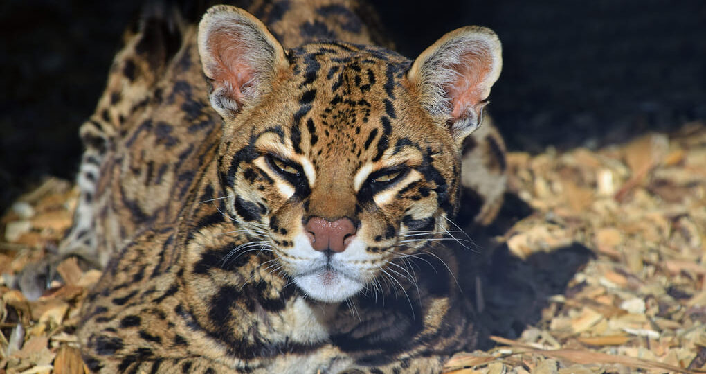 Max van Rijswijk: why big cat habitats matter for biodiversity